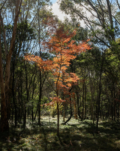 Choosing the Perfect Feature Trees Brisbane: Understanding Evergreen, Deciduous and Semi-deciduous Trees