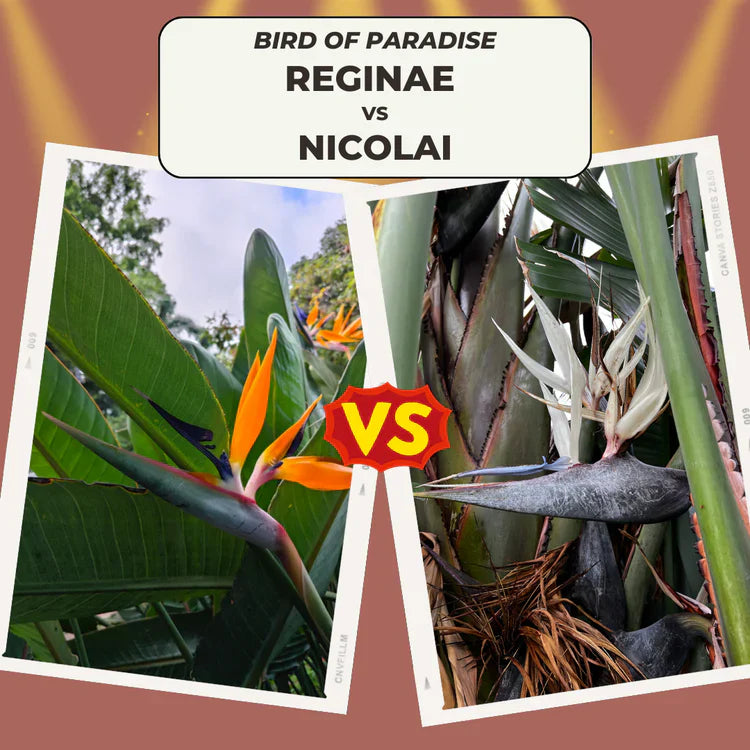 What's the Difference Between Bird of Paradise Strelitzia Reginae & Nicolai?