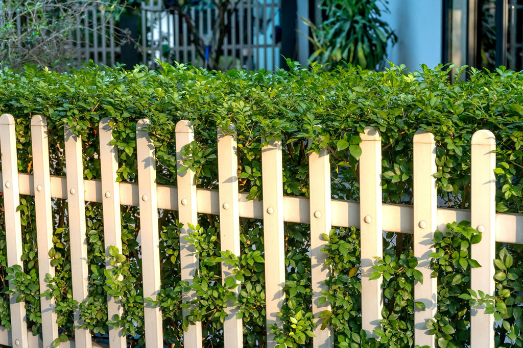 Screening vs Hedging: Choosing the Right Privacy Solution for Your Garden