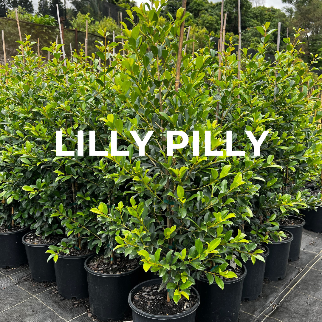 Creative Uses for Lilly Pilly Hedge Bunnings in Your Garden