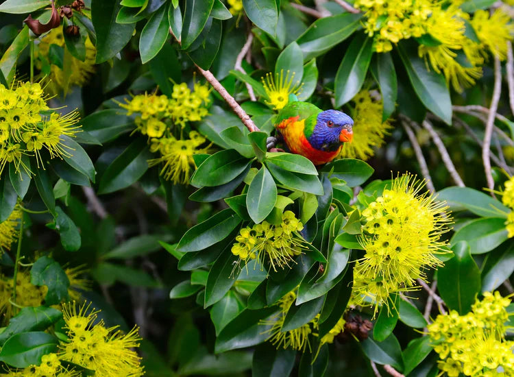 Which Plants Attract Australian Native Birds and Wildlife