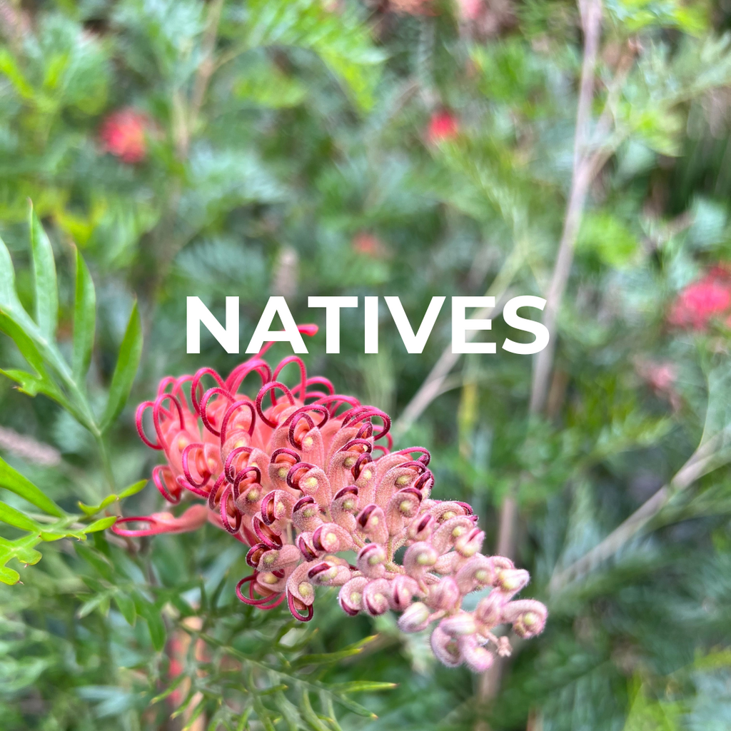 The Beauty and Benefits of Native Plants