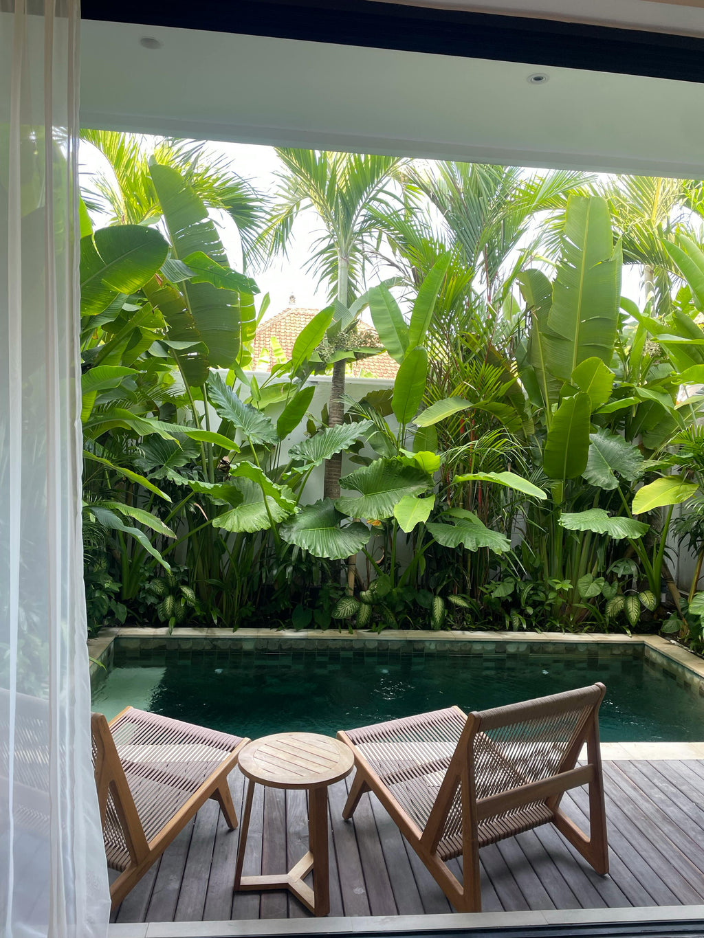 Top 5 Tropical Plants for Brisbane Pools: A Landscaping Guide