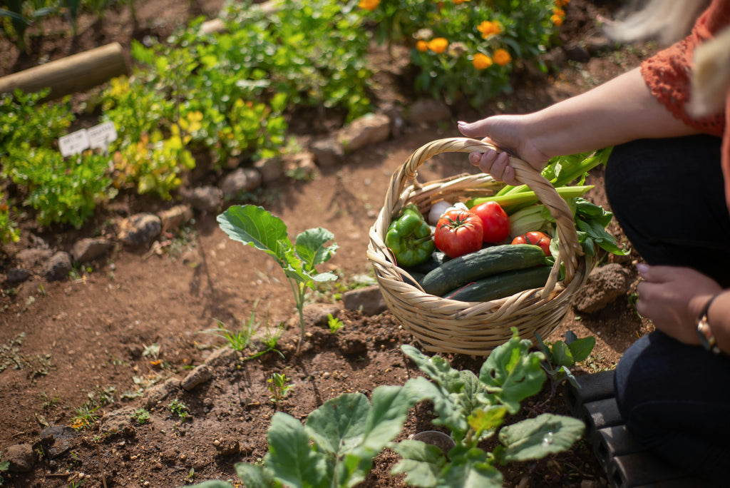 How to Grow a Vegetable Garden in South-East Queensland