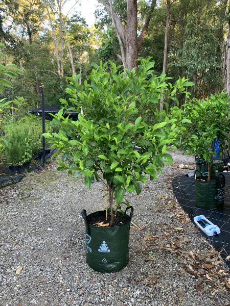 Fraser Island Apple (Acronychia imperforata): A Versatile, Australian Native