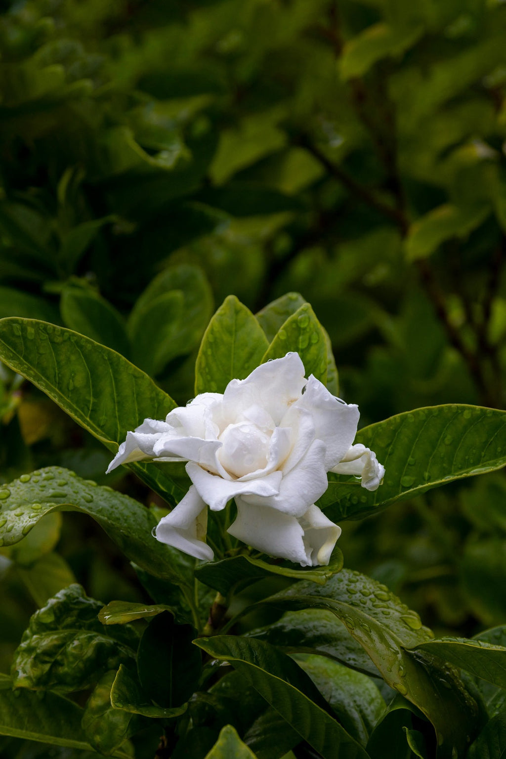 The Differences Between Gardenia Varieties: Magnifica, Radicans, and Florida