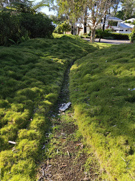 The No Mow Grass: Zoysia Tenuifolia