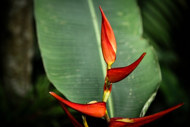 Buy Heliconia Brisbane – Enhance Your Garden's Tropical Appeal