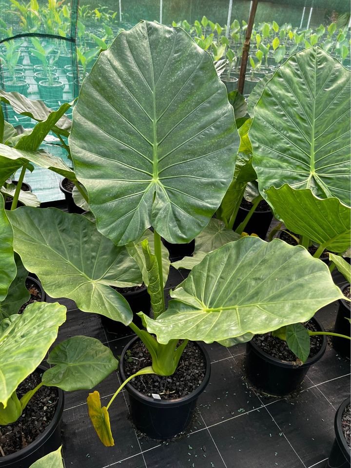 Alocasia / Elephant Ear