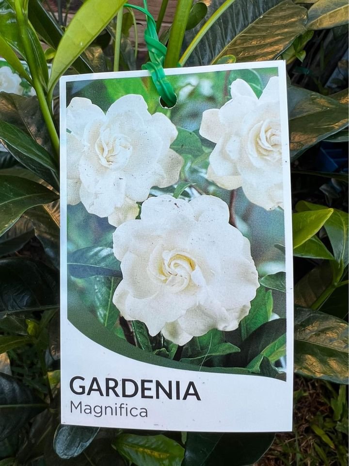 Gardenia