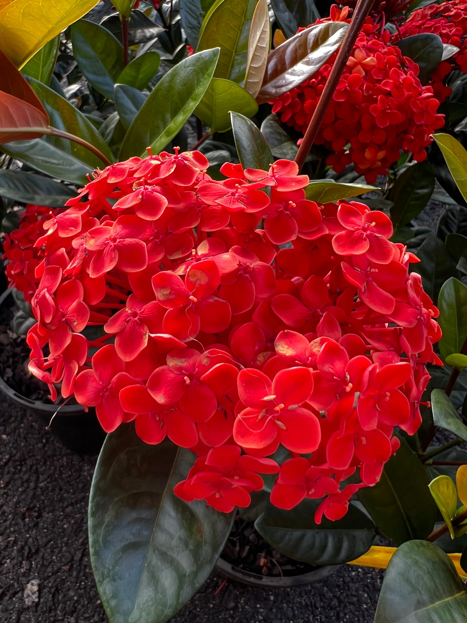 Ixora