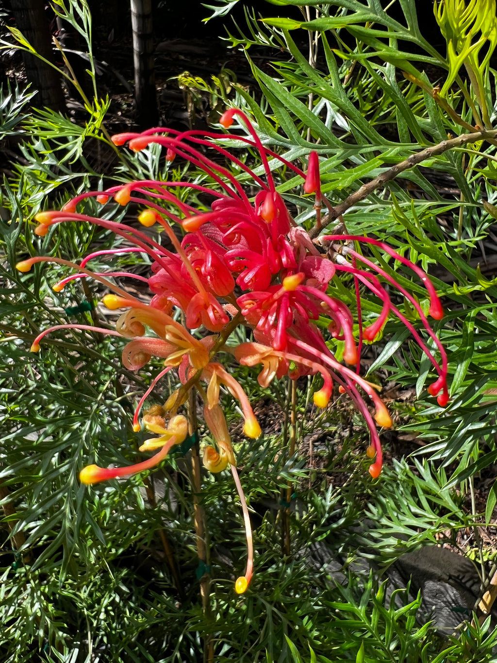 Grevillea