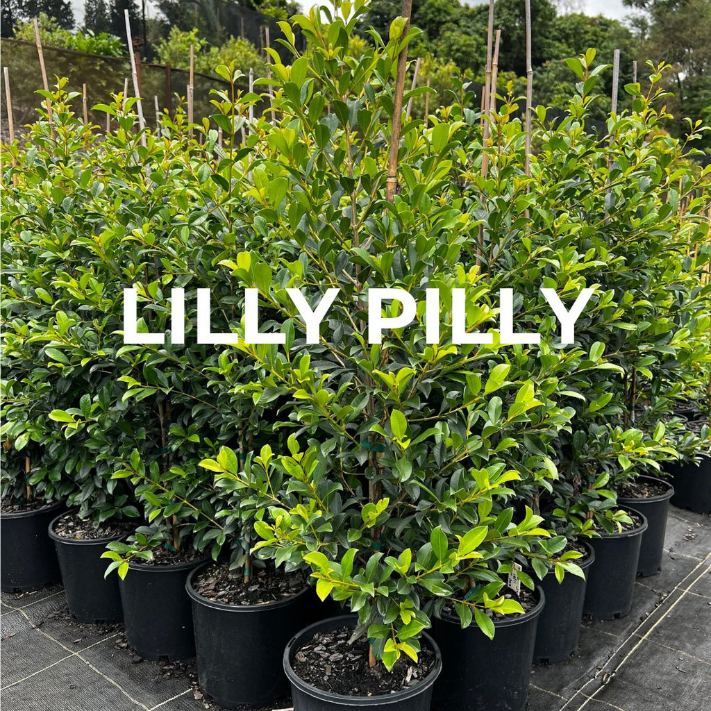 Lilly Pilly