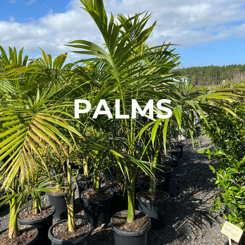 Palms