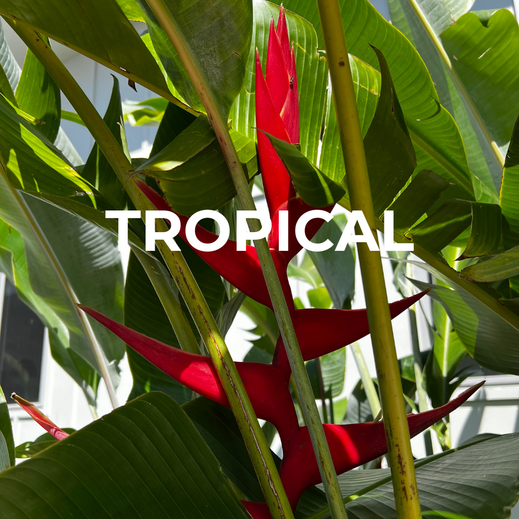 Tropical Plants