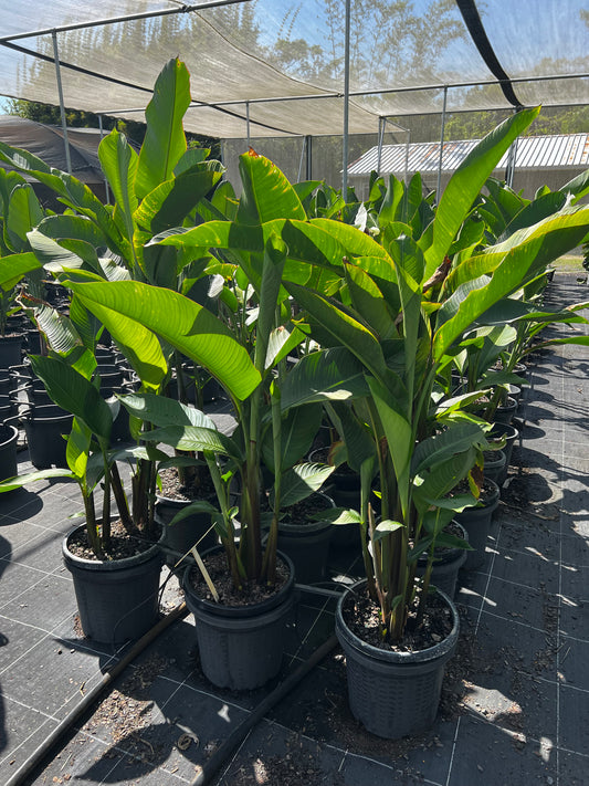 Heliconia Kawauchi