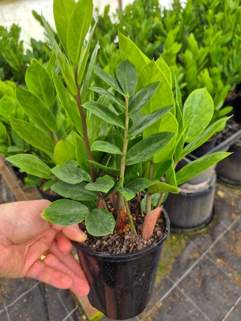 Zamioculcas zamiifolia Zanzibar gem