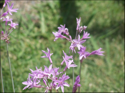 Tulbaghia violacea