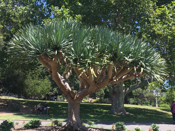 Dracaena draco