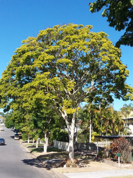 Caesalpinia ferrea