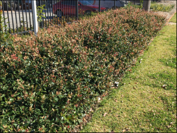 Platypus Plants