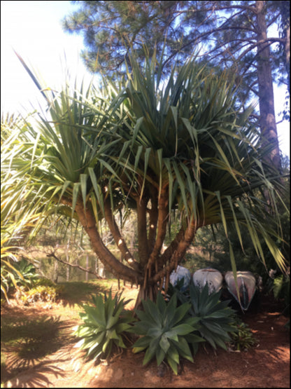 Pandanus utilis