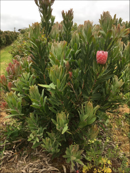 Protea Pink Ice