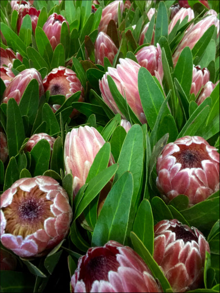 Protea Pink Ice