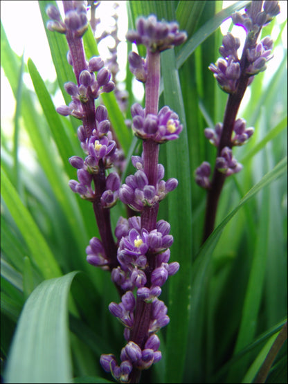 Liriope muscari (LIRTP)  PBR  AMETHYST tm