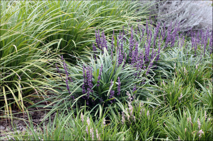 Liriope muscari (LIRTP)  PBR  AMETHYST tm