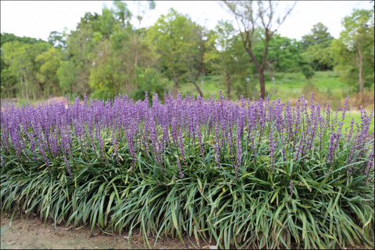 Liriope muscari (LIRTP)  PBR  AMETHYST tm