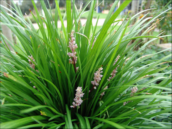 Liriope muscari (LIRF)  PBR  ISABELLA rtm