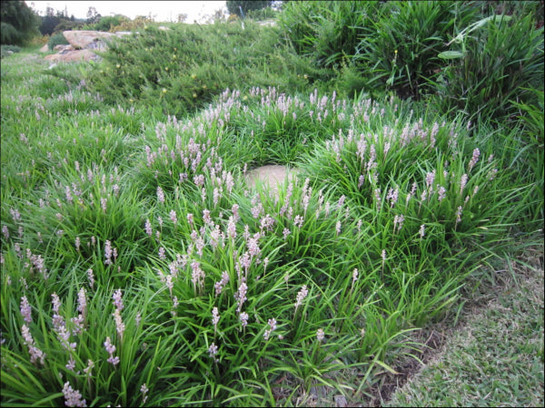 Liriope muscari (LIRF)  PBR  ISABELLA rtm