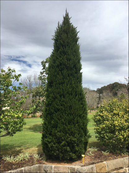 Juniperus chinensis Spartan