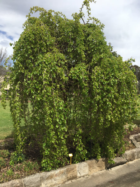 Morus alba pendula Weeping Mulberry Standards