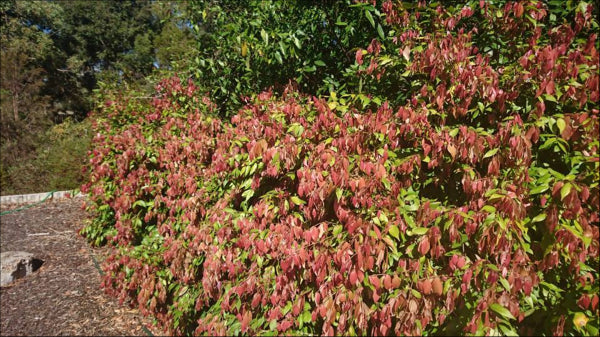 Syzygium Cascade