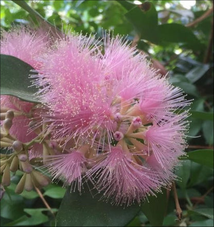 Syzygium Cascade