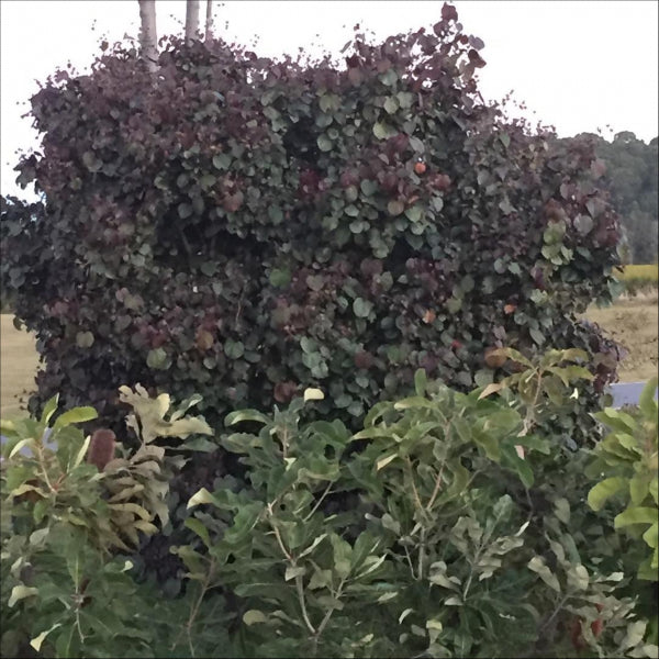 Hibiscus tiliaceus Rubra