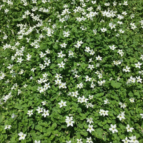 Platypus Plants