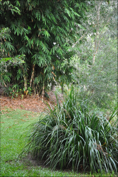 Lomandra hystrix