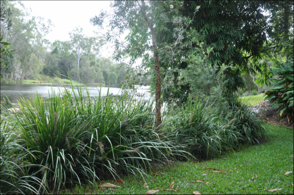 Lomandra hystrix