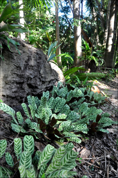 Platypus Plants