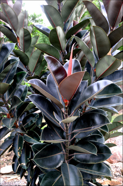 Ficus elastica Burgundy