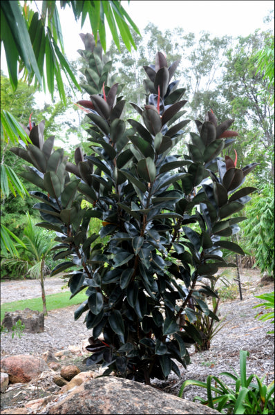 Ficus elastica Burgundy