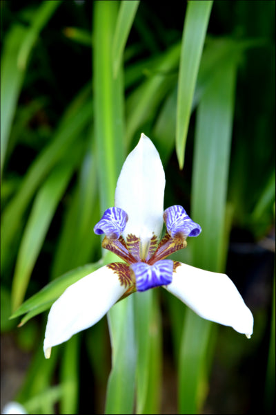 Neomarica gracilis (syn. bicolor) Brazilian Walking Iris