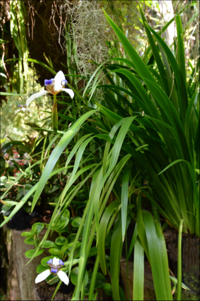 Neomarica gracilis (syn. bicolor) Brazilian Walking Iris