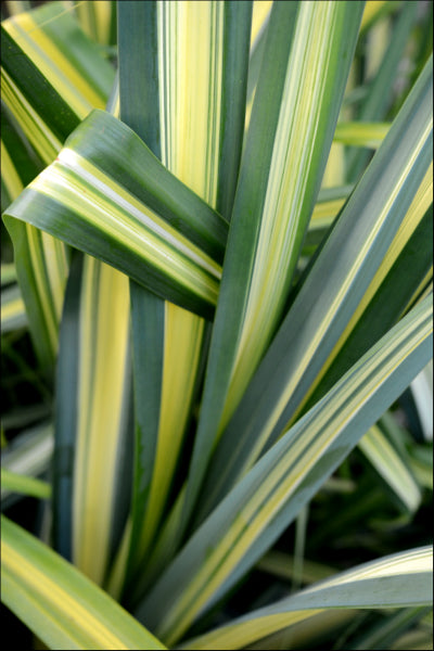 Pandanus baptistii variegated