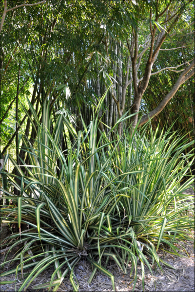 Pandanus baptistii variegated