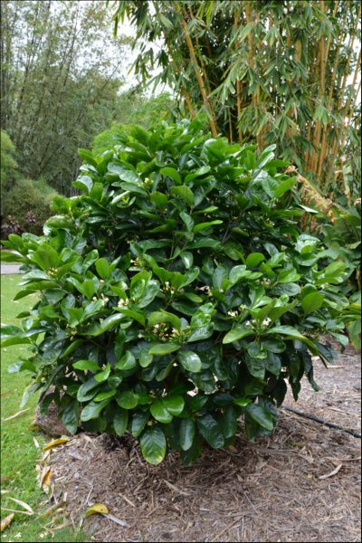 Why Choose Native Gardenia (Randia fitzalanii) for Your Garden ...