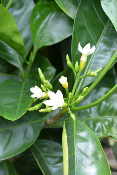 Why Choose Native Gardenia (Randia fitzalanii) for Your Garden ...